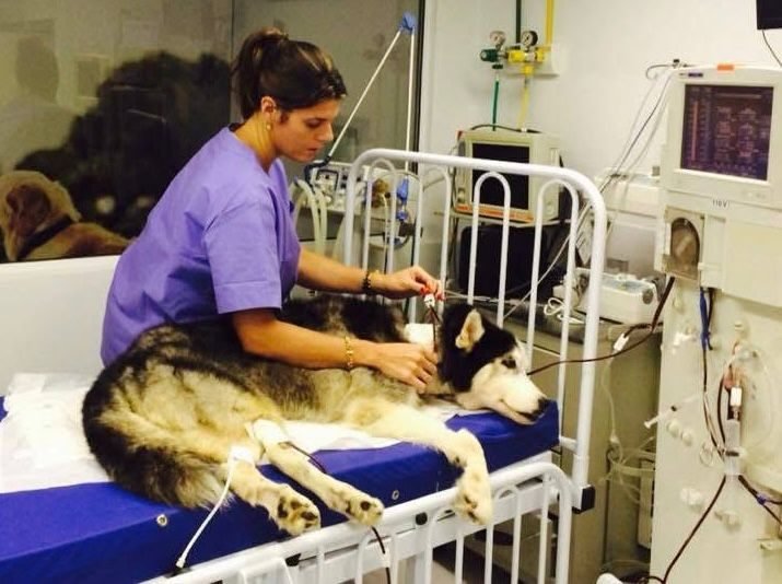 Rose Coelho atuando como médica veterinária nefrologista